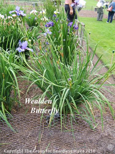 32 Wealden Butterfly